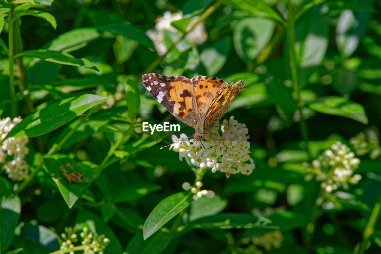Close-up of painted lady butterfly pollinating on flower