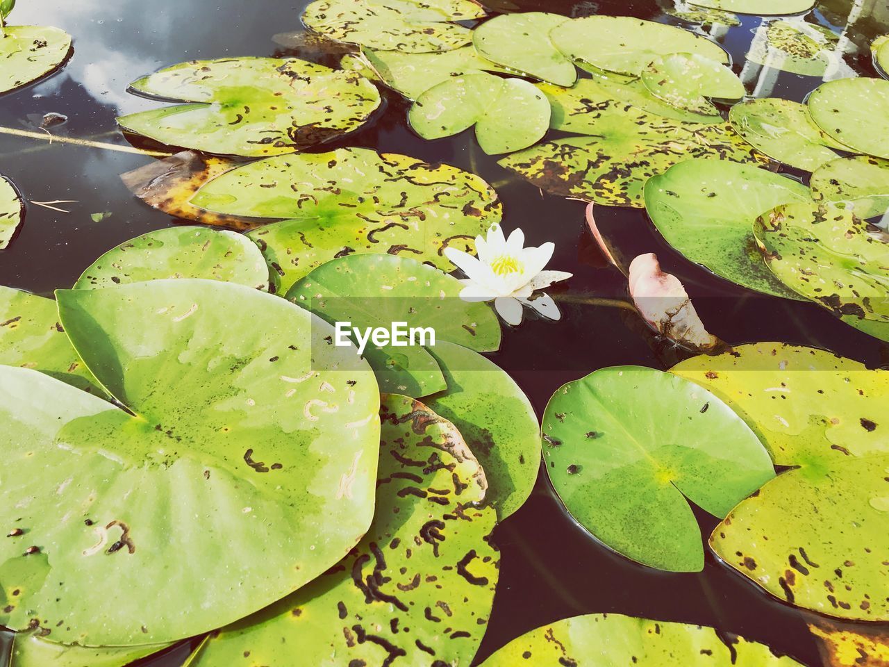 HIGH ANGLE VIEW OF LOTUS LEAVES FLOATING ON WATER