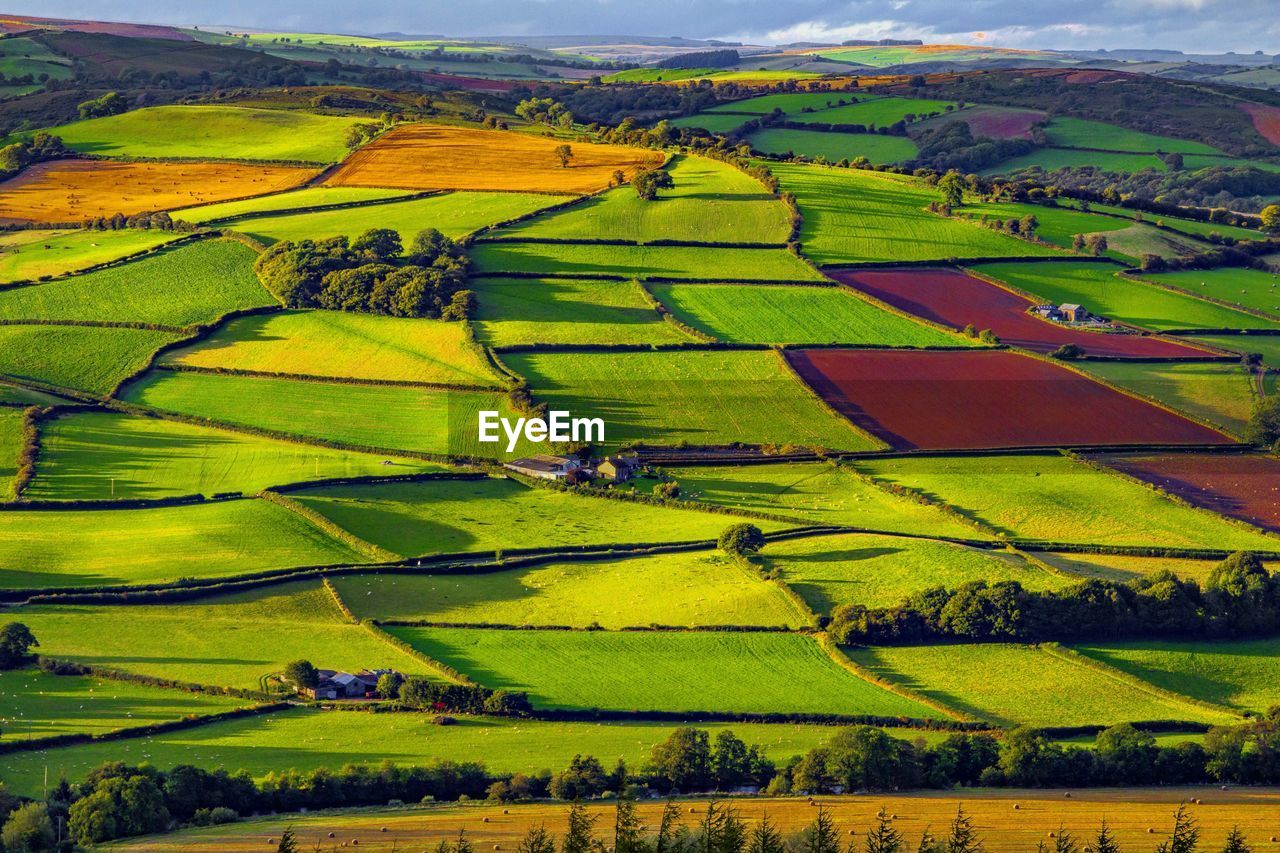 Scenic view of agricultural field