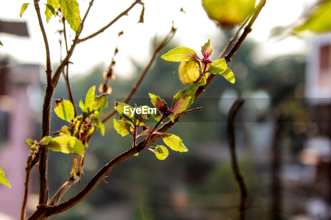 Close-up of flowers against blurred background