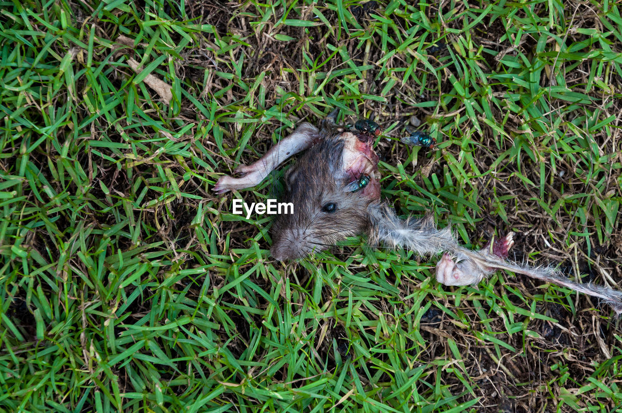 HIGH ANGLE VIEW OF A LIZARD ON FIELD