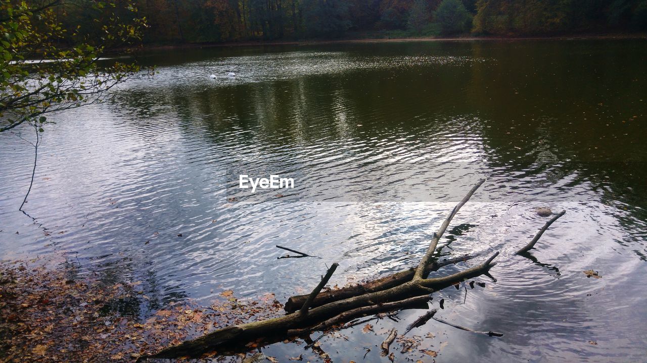 HIGH ANGLE VIEW OF DRIFTWOOD ON LAKE