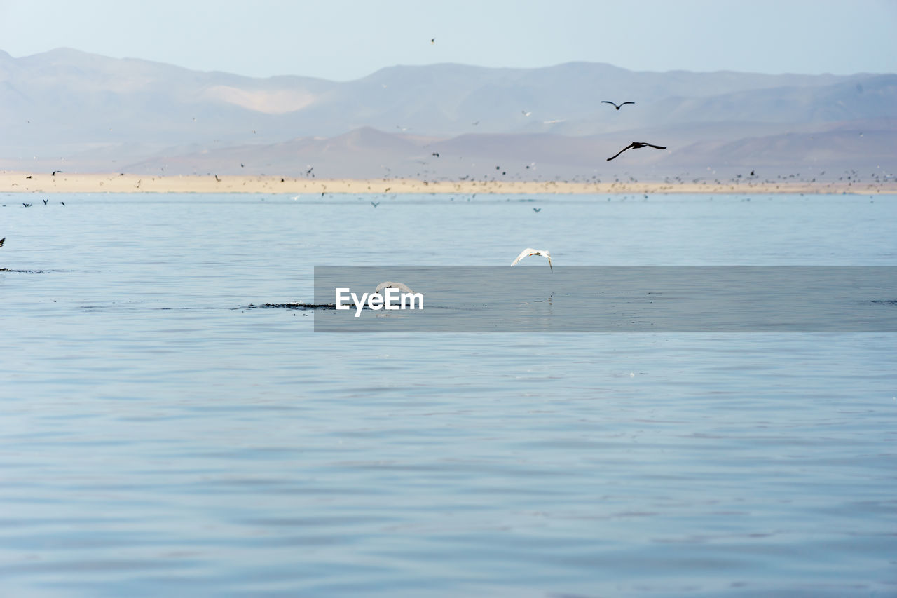 Birds flying above sea