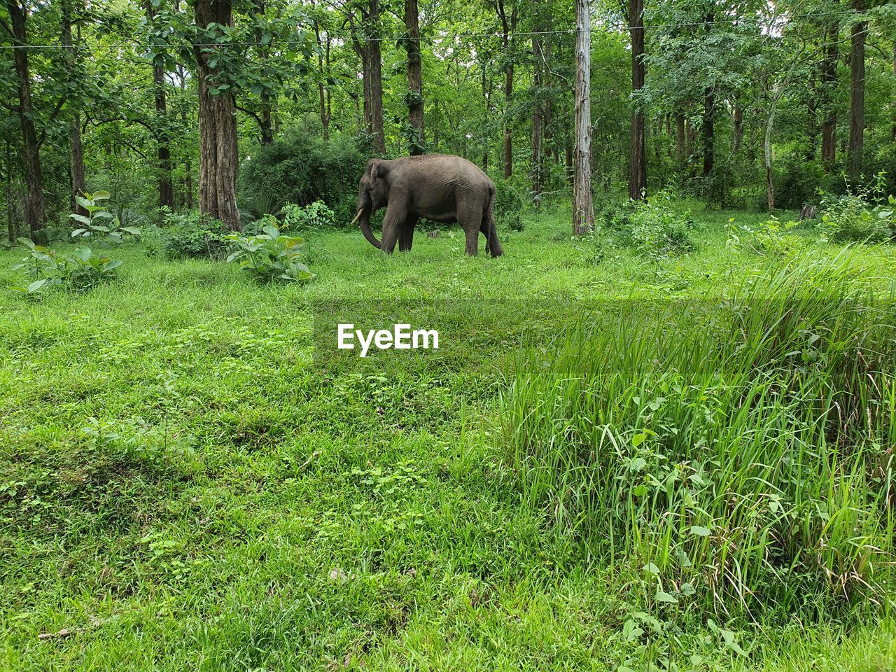 plant, animal, animal themes, mammal, tree, green, animal wildlife, land, one animal, grass, wildlife, nature, forest, growth, natural environment, no people, elephant, day, jungle, beauty in nature, field, woodland, domestic animals, environment, pasture, outdoors, grazing, walking, rainforest, meadow