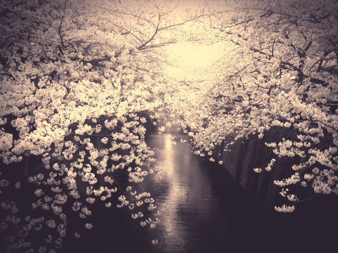 Cherry blossom blooming on tree over lake