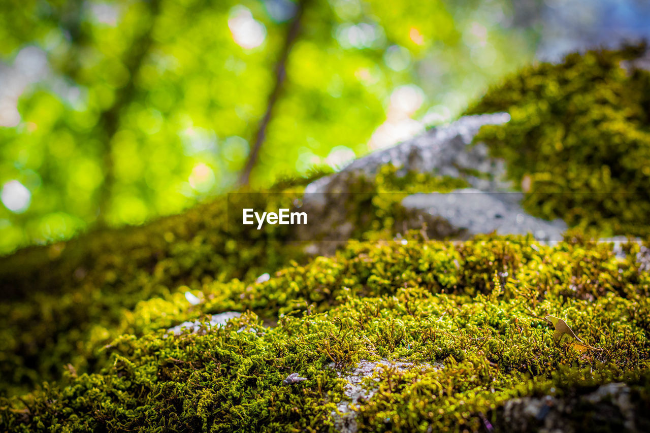 Close-up of moss growing on tree in forest