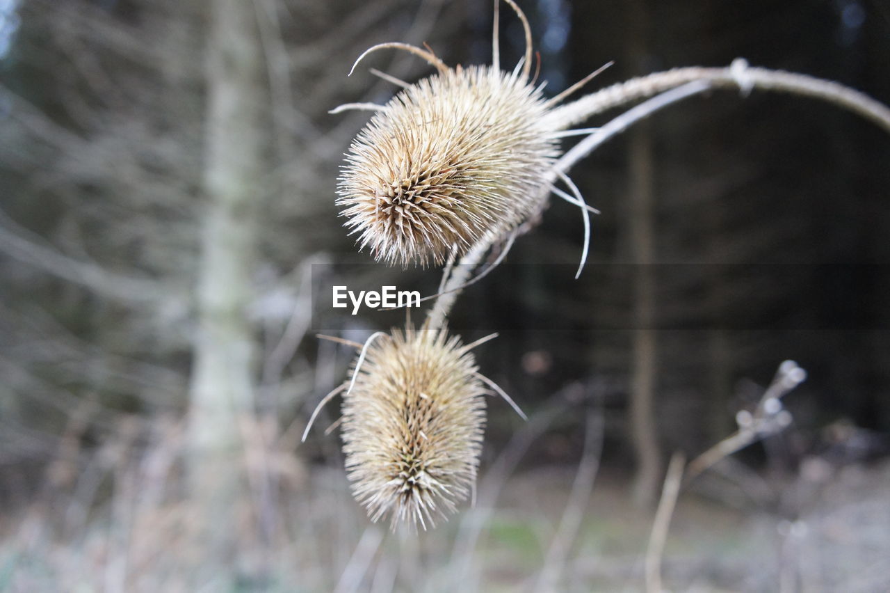 Close-up of dry plants