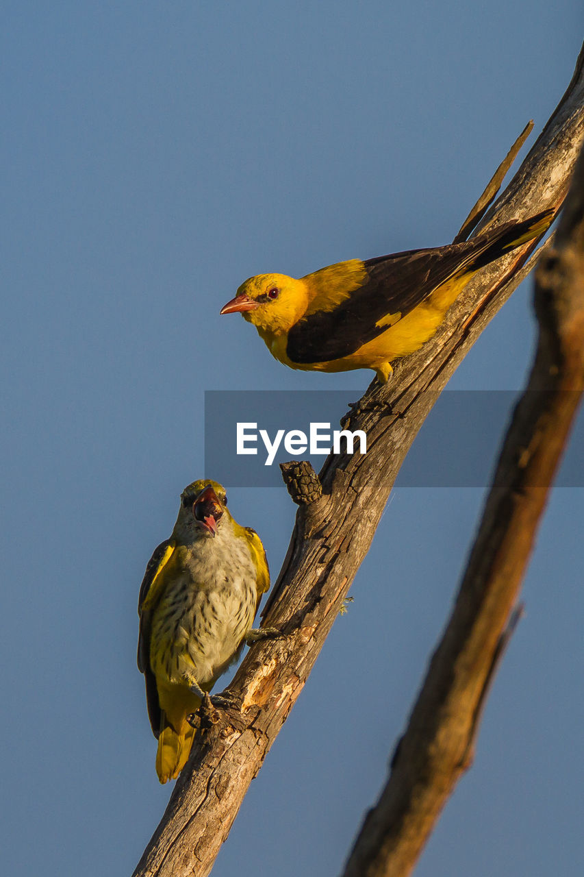 LOW ANGLE VIEW OF BIRDS PERCHING ON TREE