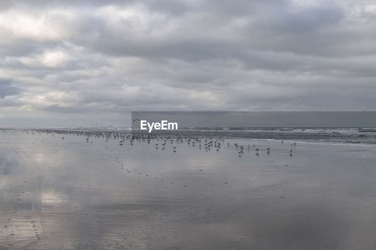 Beach in the netherlands clouds reflected in the water with seagulls