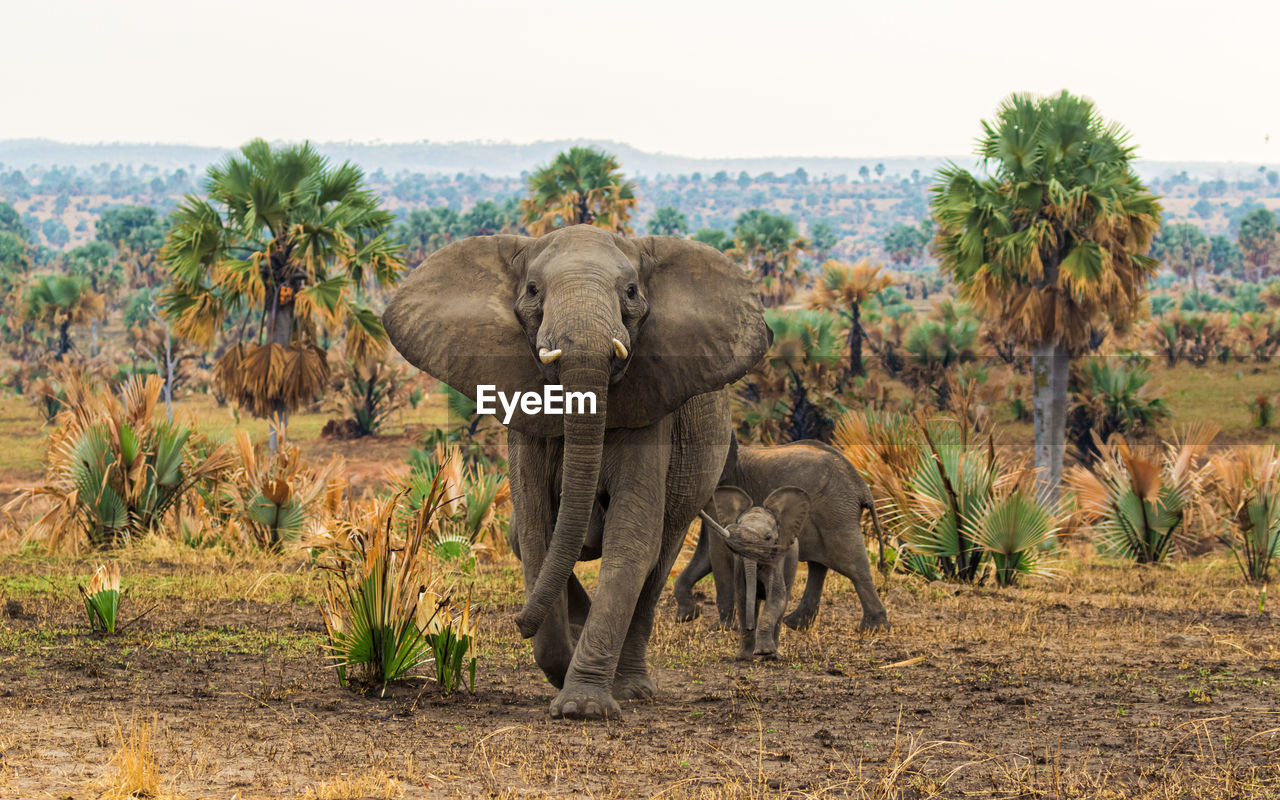 VIEW OF ELEPHANT