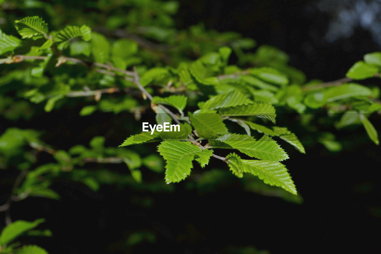 Close-up of fern leaves