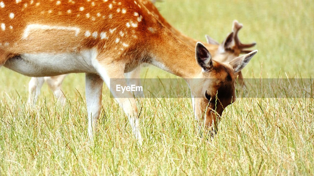 SIDE VIEW OF DEER GRAZING IN FIELD