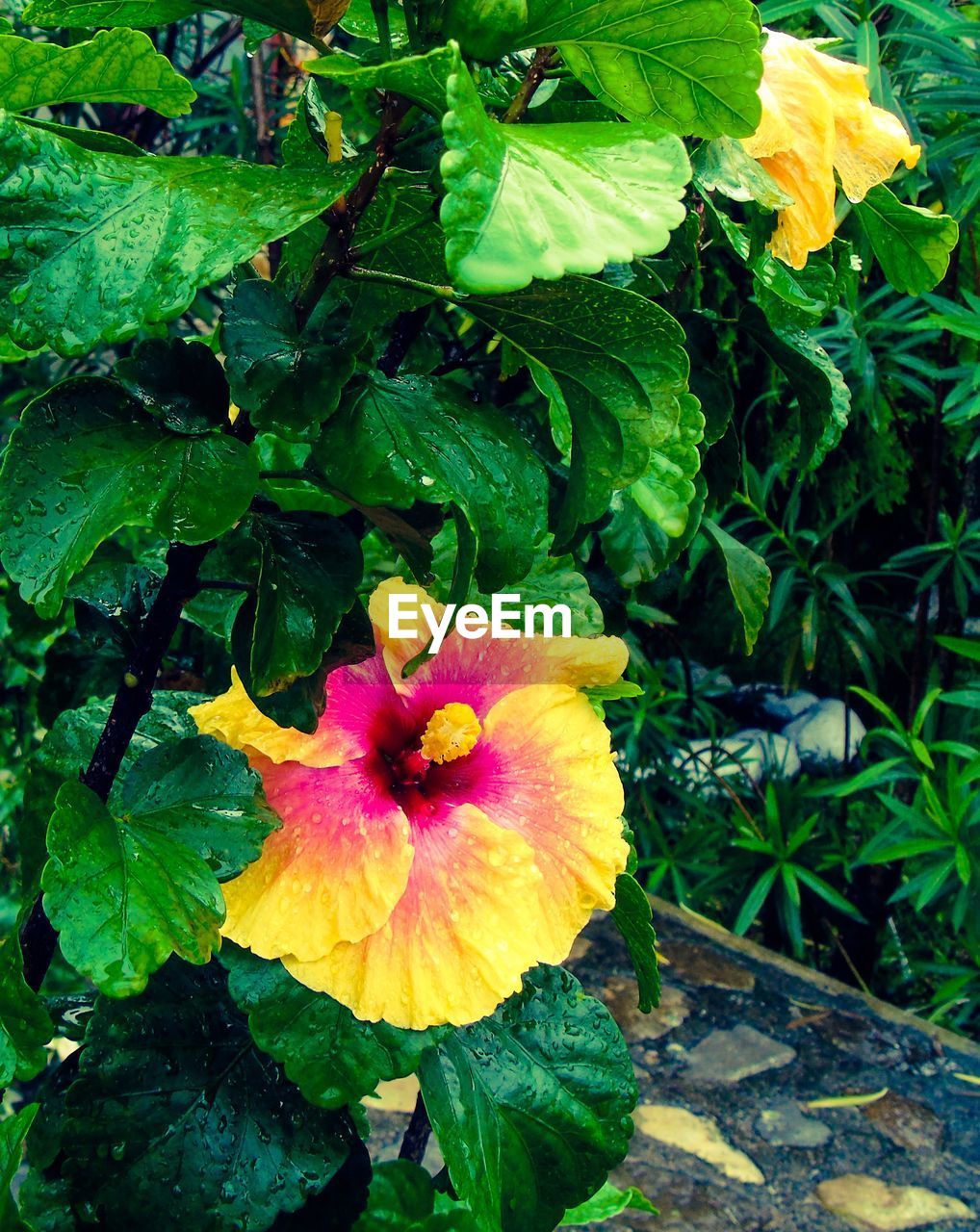 CLOSE-UP OF YELLOW FLOWERS BLOOMING