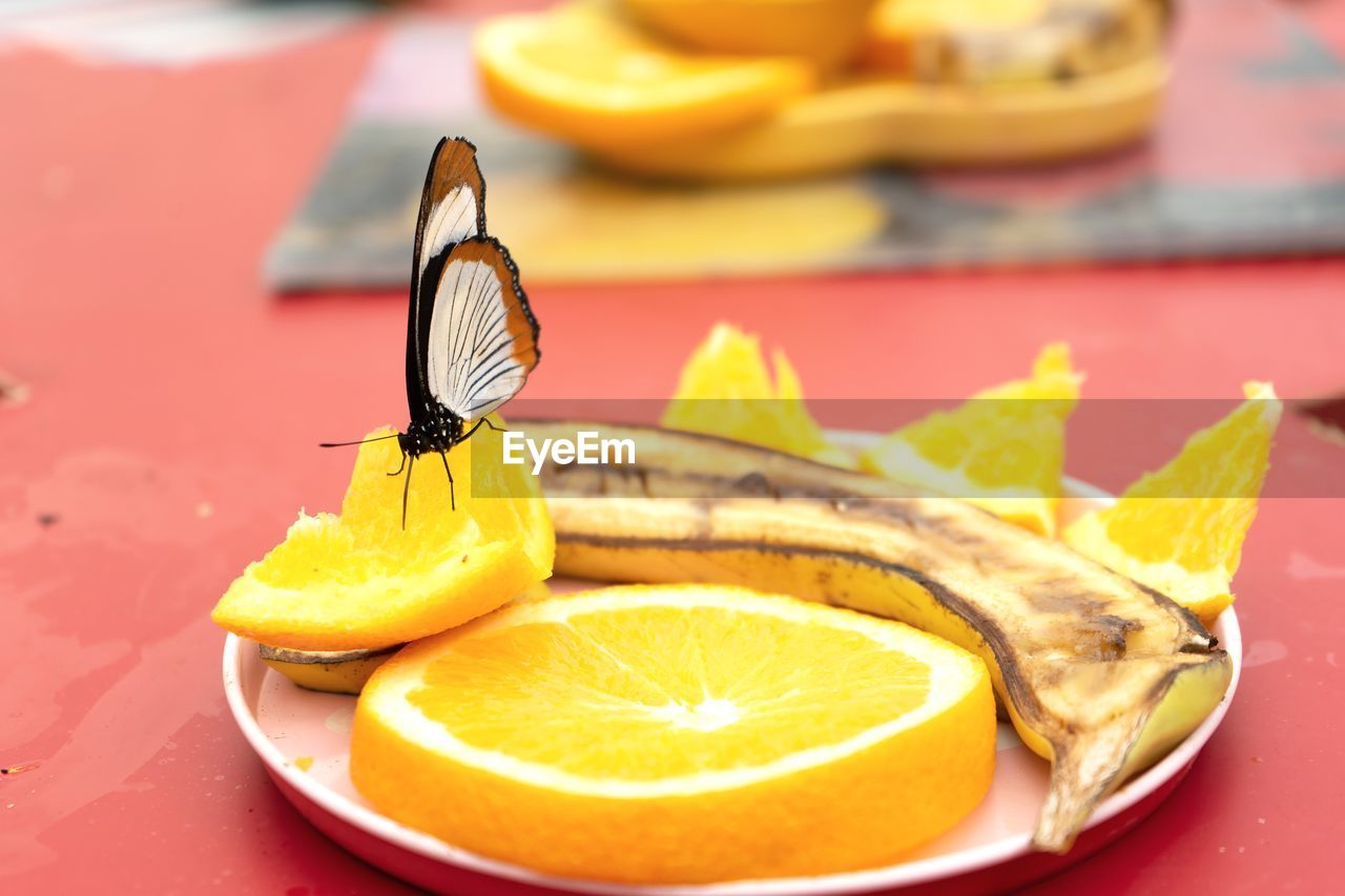food and drink, food, fruit, citrus fruit, healthy eating, butterfly, produce, dish, slice, orange, no people, lemon, plate, freshness, yellow, focus on foreground, wellbeing, animal, orange color, meal, indoors