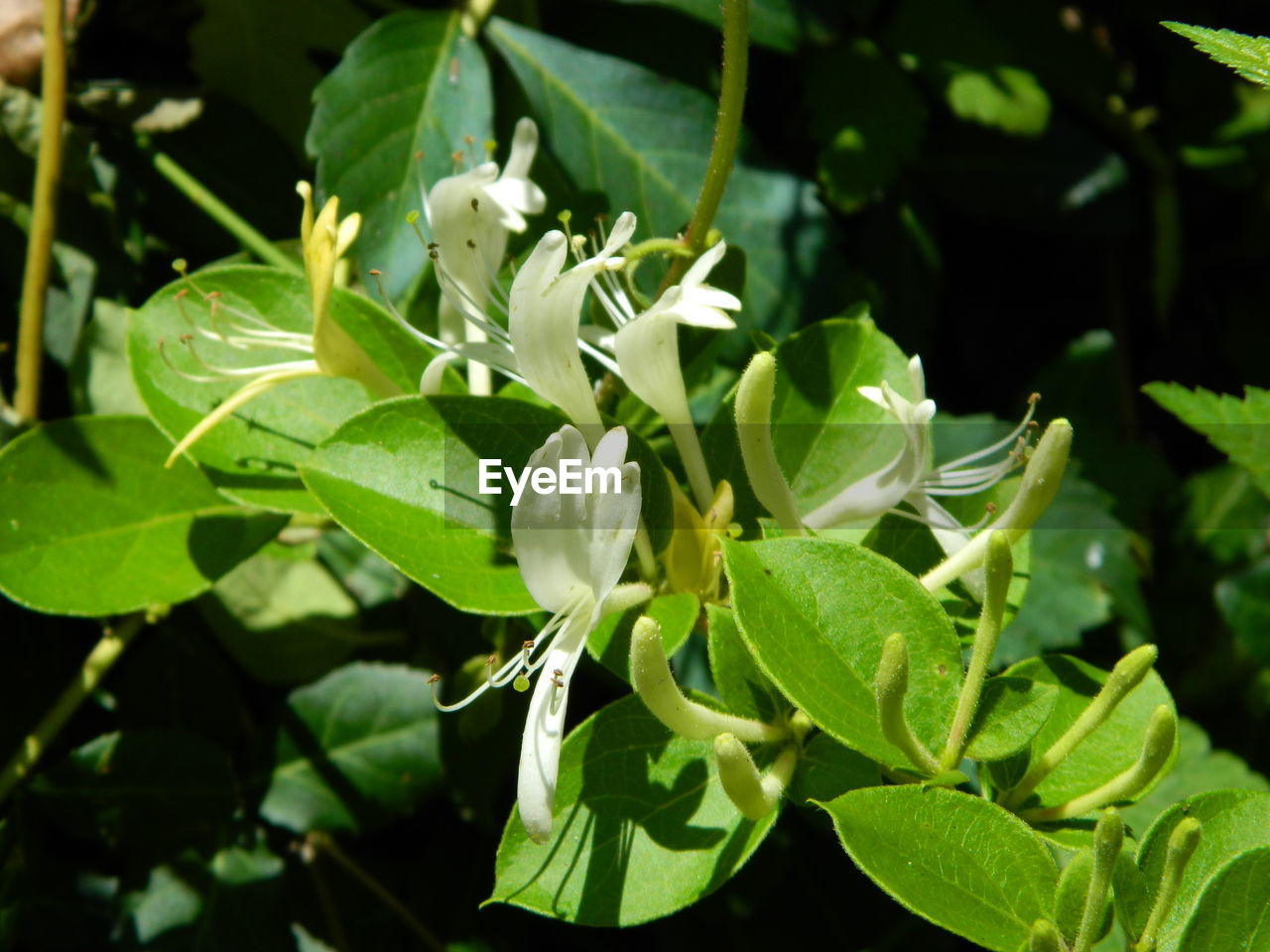 CLOSE-UP OF WHITE FLOWERS ON PLANT