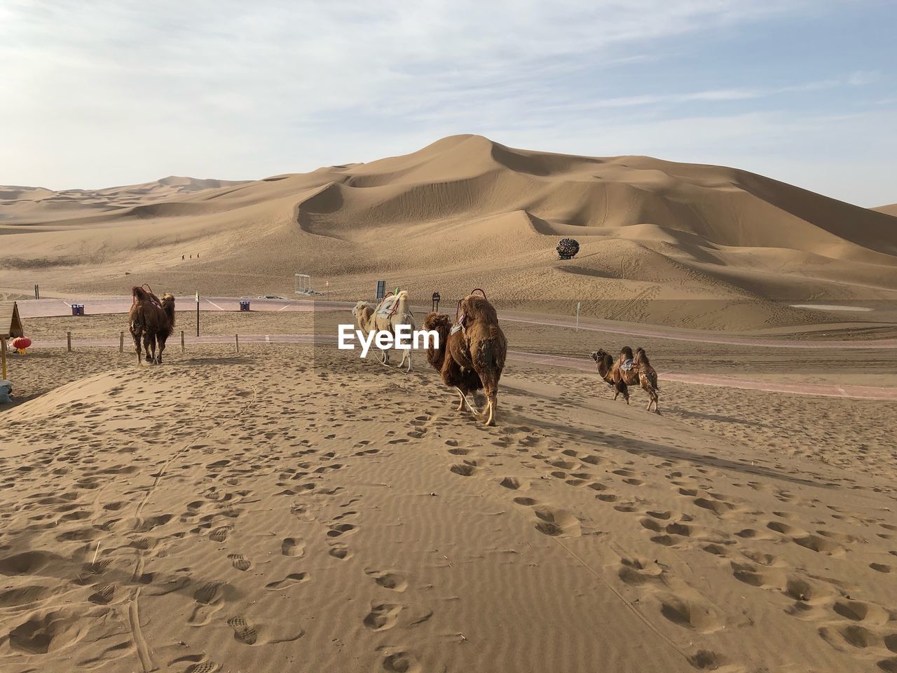 GROUP OF HORSES ON SAND DUNES
