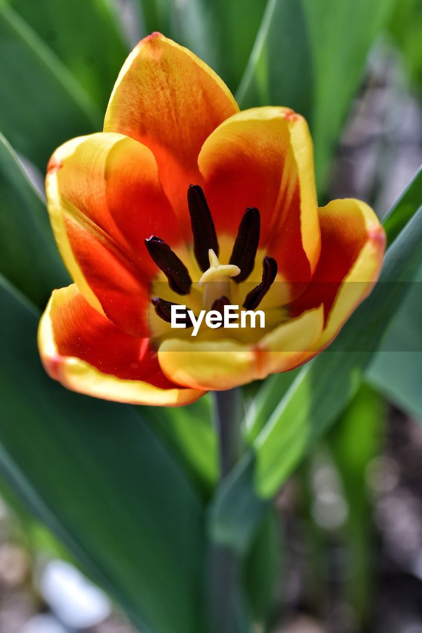 CLOSE-UP OF ORANGE FLOWER PLANT