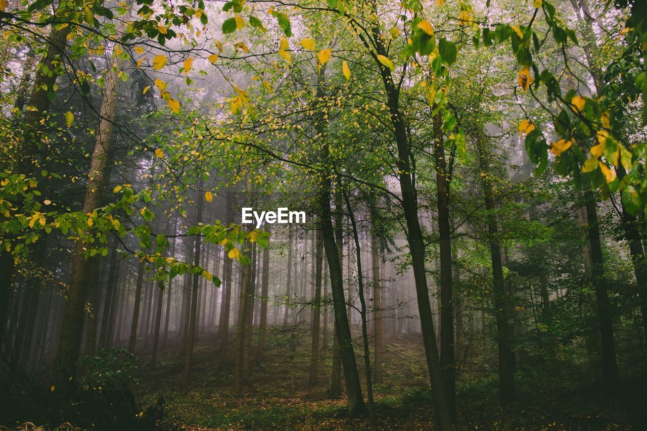 Trees in forest during autumn