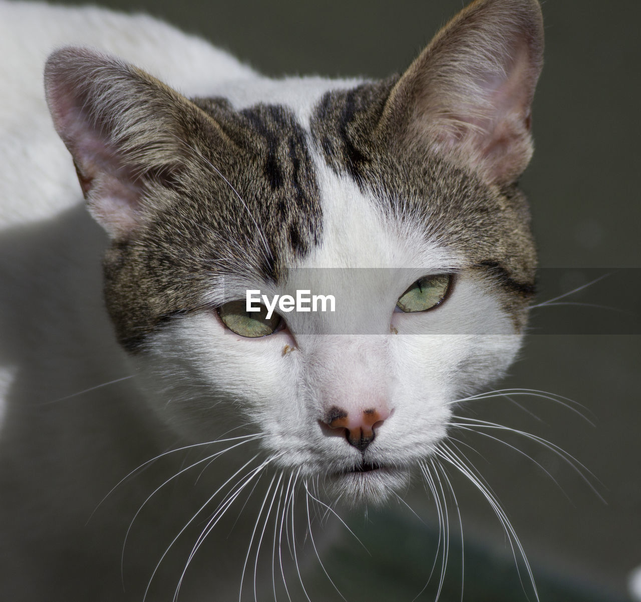 Close-up portrait of cat