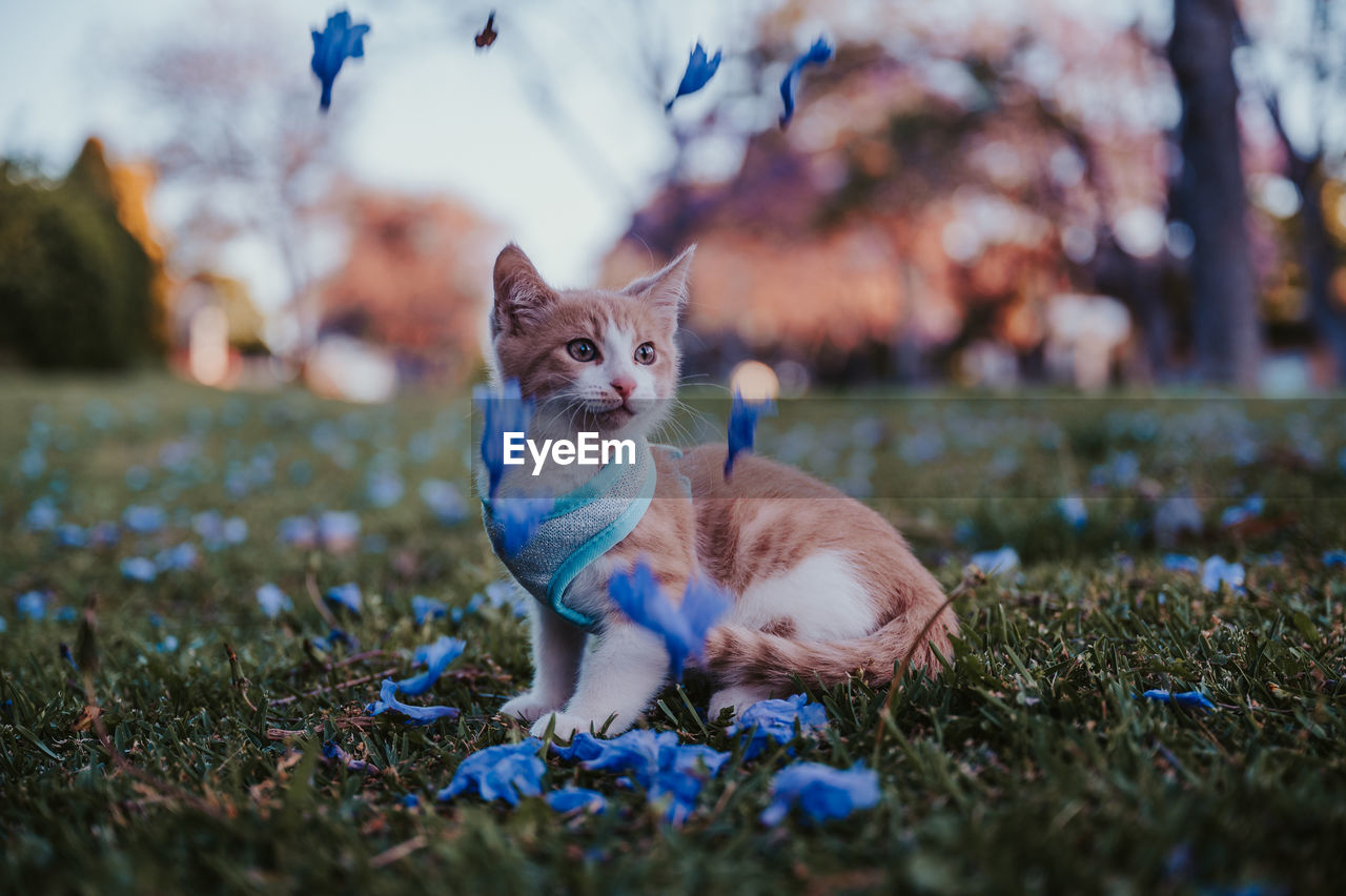 cat, animal, animal themes, mammal, pet, domestic animals, one animal, flower, plant, blue, kitten, grass, domestic cat, nature, autumn, feline, no people, small to medium-sized cats, felidae, selective focus, portrait, canine, dog, sitting, outdoors, whiskers, looking, day, looking at camera, cute