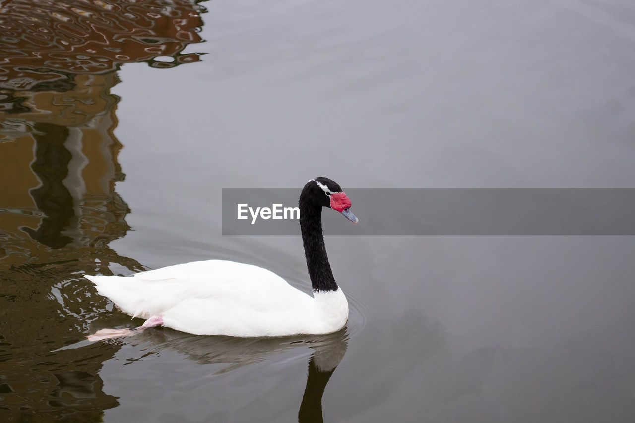 SWANS SWIMMING IN LAKE