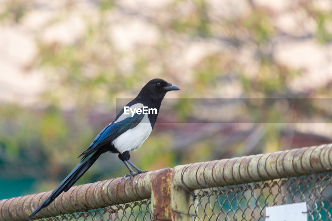 BIRD PERCHING ON METAL FENCE