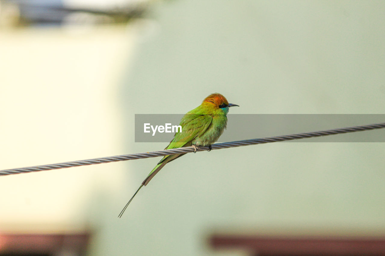 Close-up of bird perching on cable