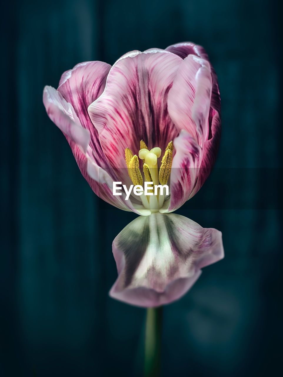 CLOSE-UP OF PINK FLOWER