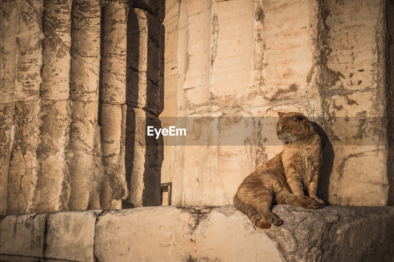 Cat sitting by wall of old building