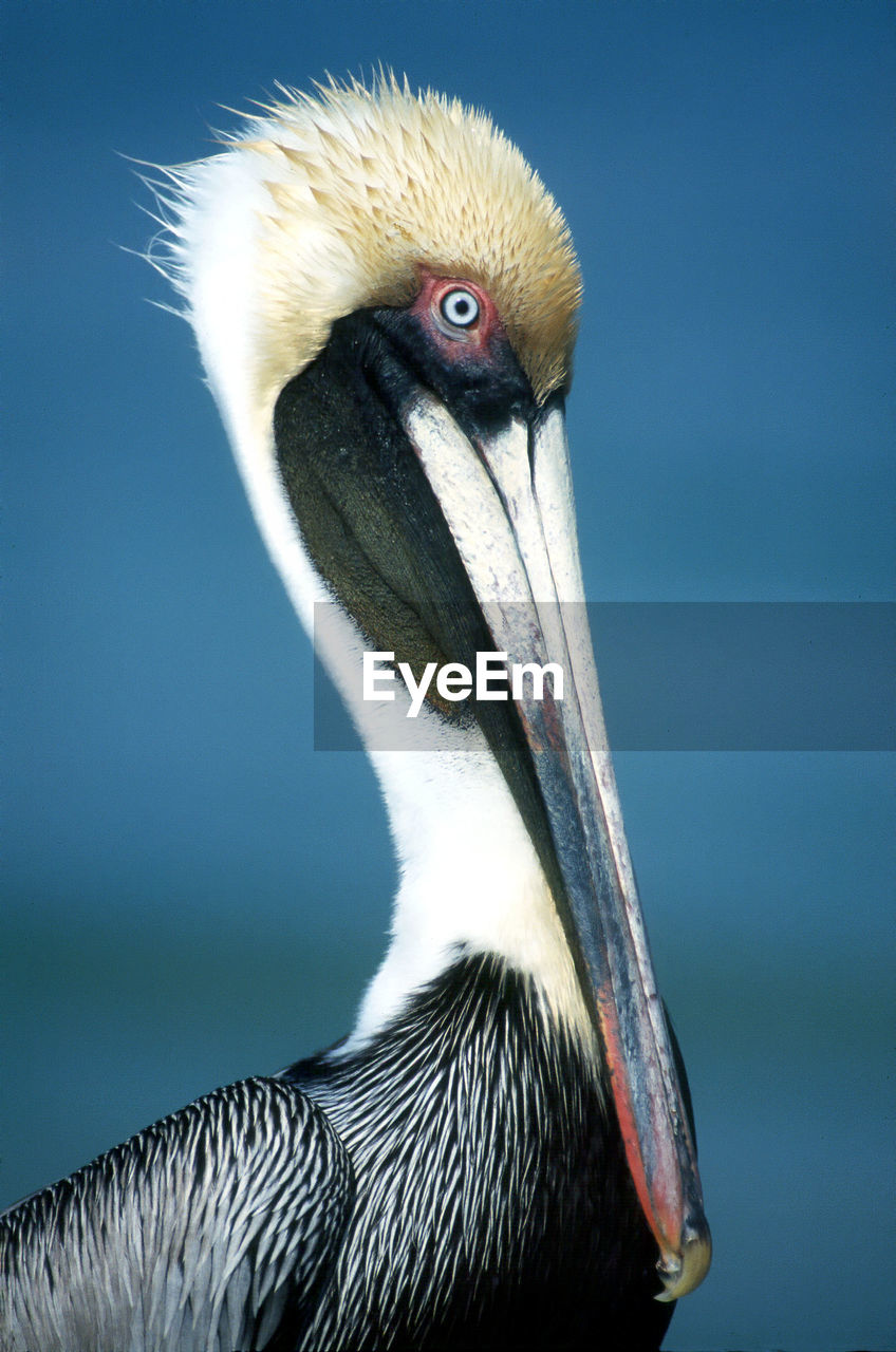 Close-up of pelican