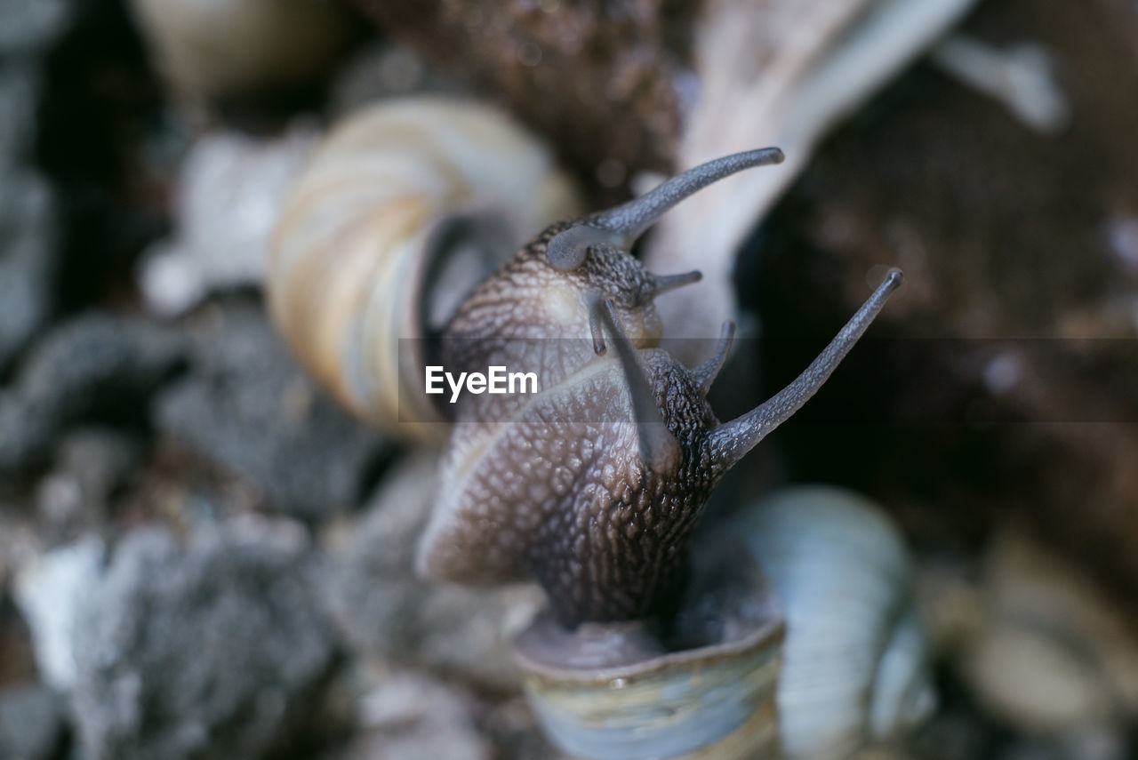 Extreme close-up of snails