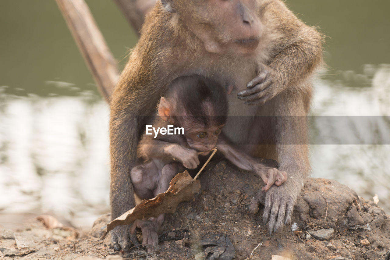 Close-up of long-tailed macaque with infant on rock at zoo