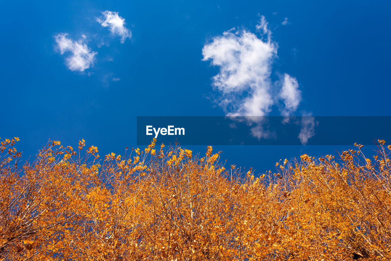 Low angle view of flowering plants against blue sky