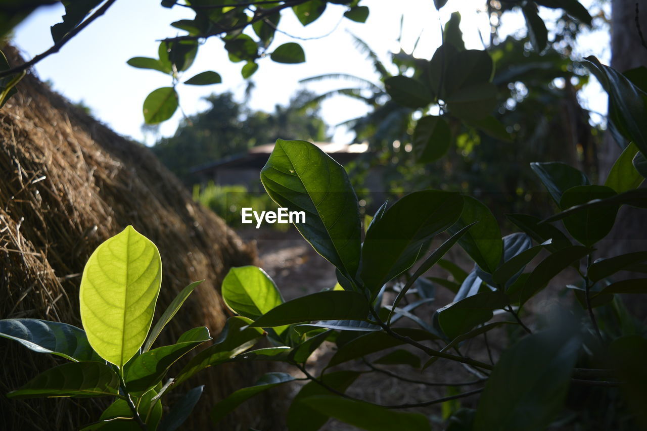 CLOSE-UP OF LEAVES ON TREE