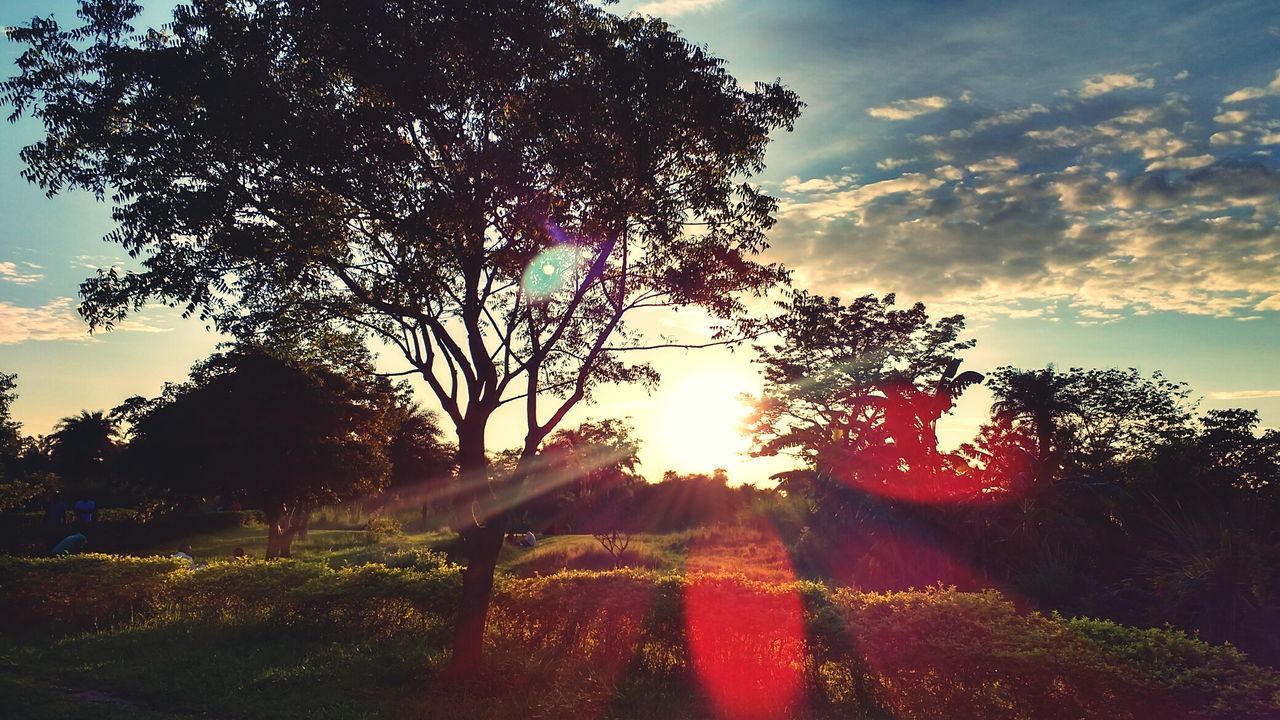 TREES AGAINST SKY