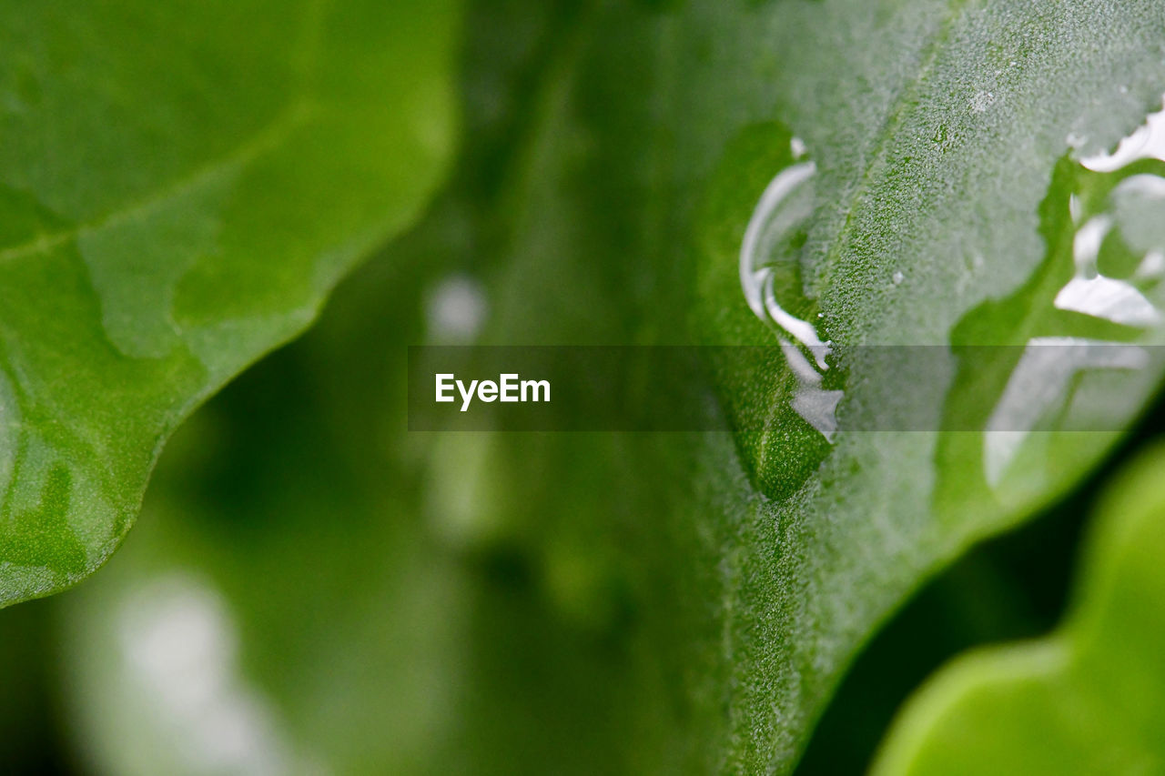 Close-up of wet leaves