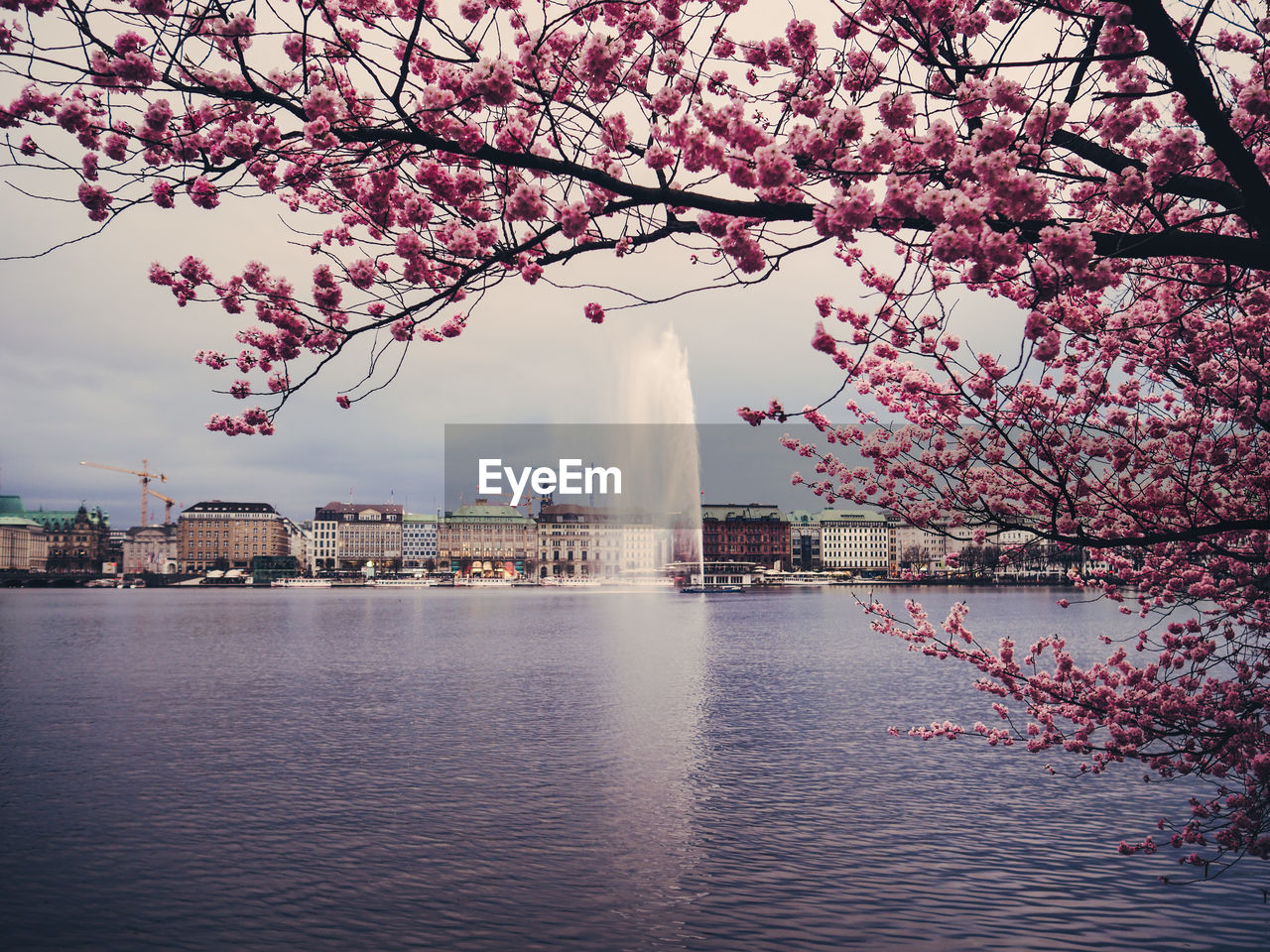 View of cherry tree by fountain in city against sky