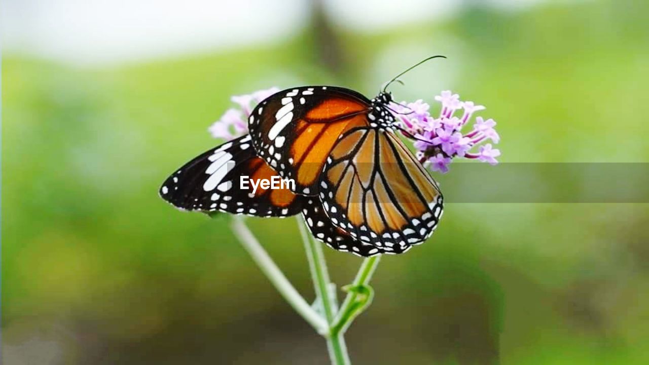 BUTTERFLY ON FLOWER