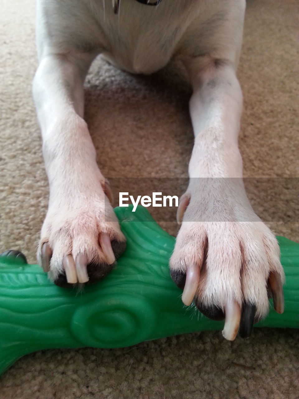 LOW SECTION OF MAN WITH DOG ON FLOOR