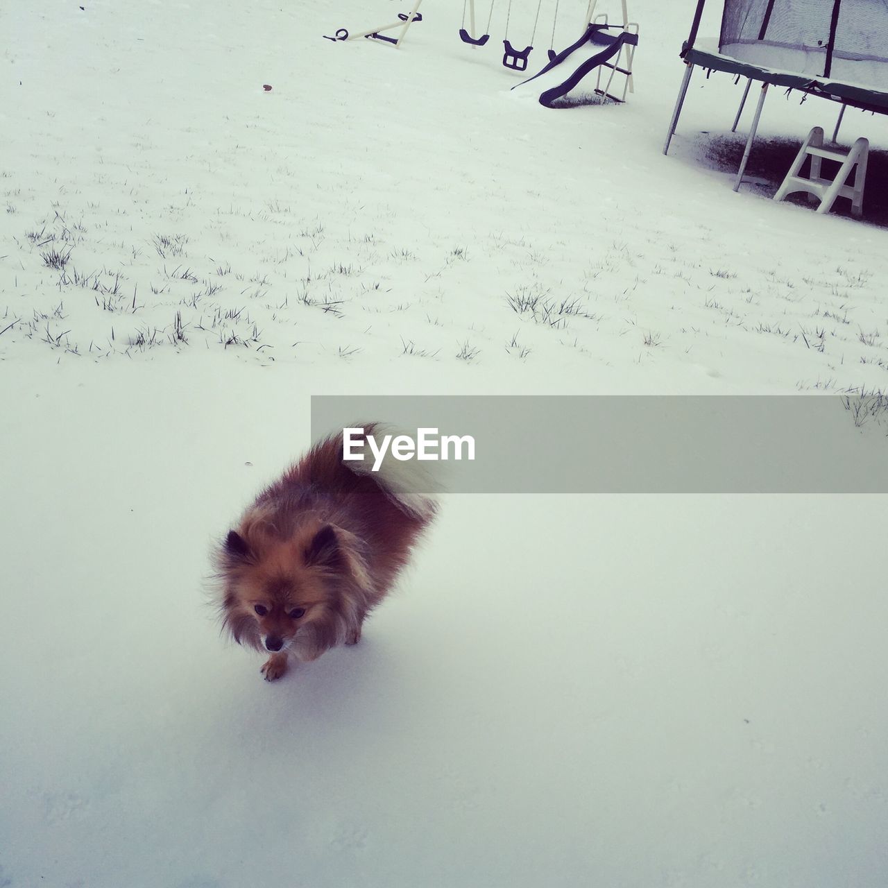 High angle view of bird on snow