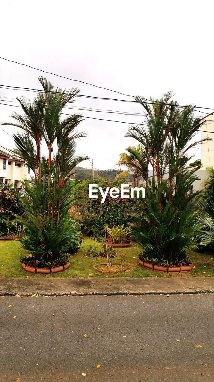 PALM TREES AGAINST SKY