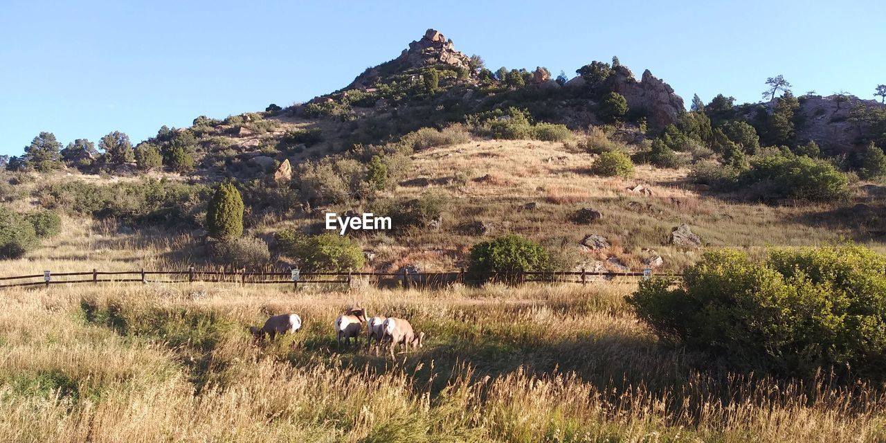 VIEW OF SHEEP ON FIELD