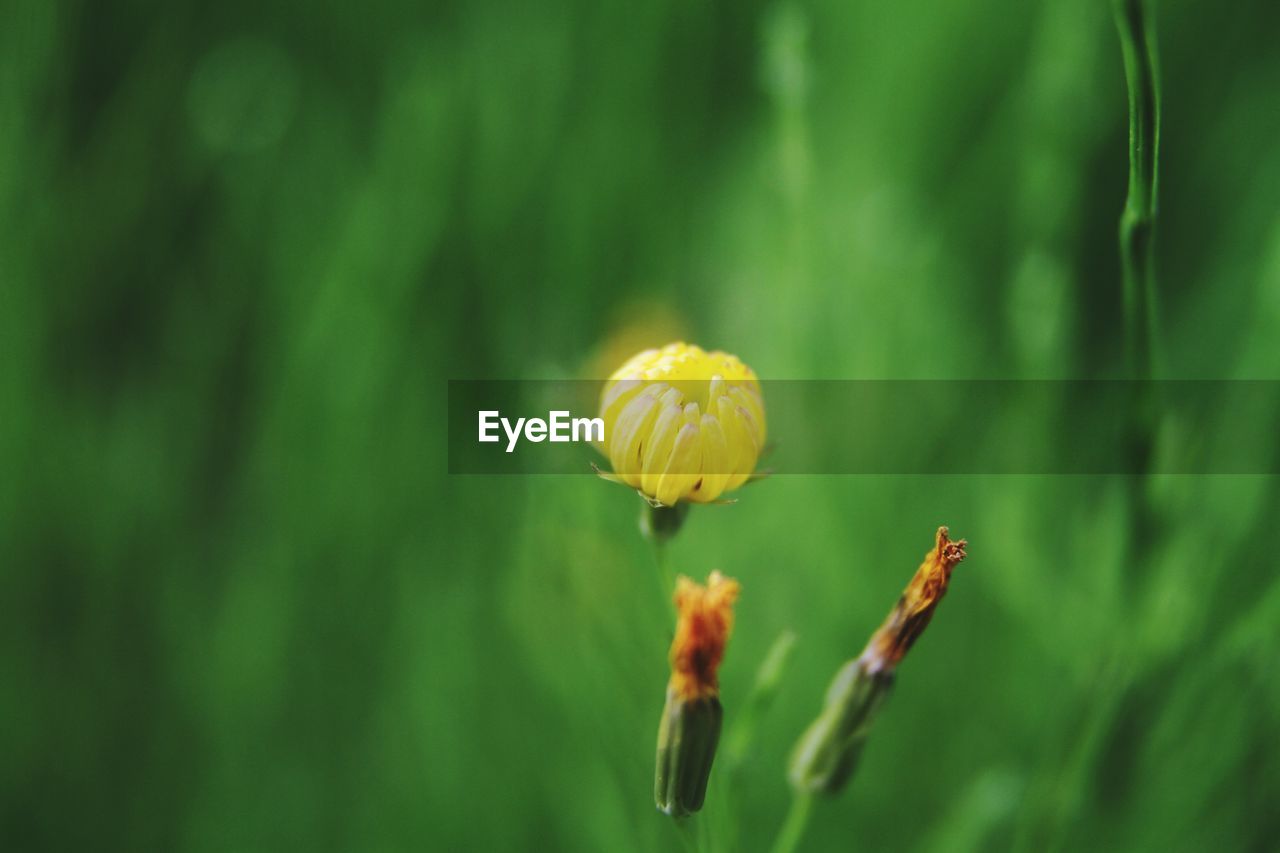 CLOSE-UP OF YELLOW FLOWER BUD