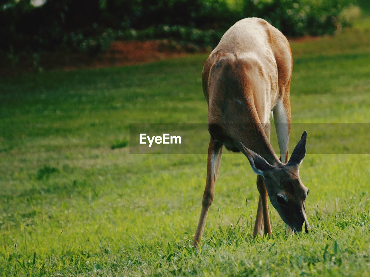 Deer grazing on field