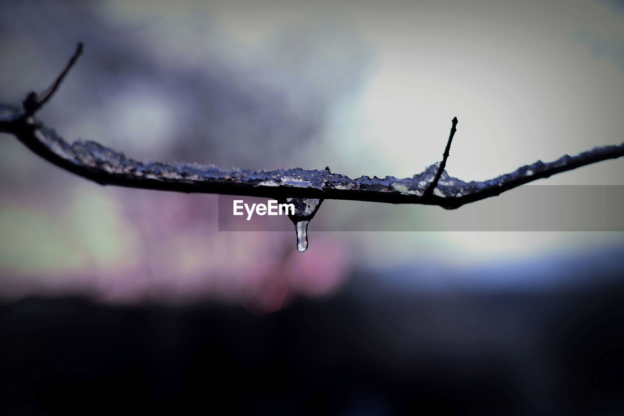 CLOSE-UP OF RAINDROPS ON PLANT DURING WINTER