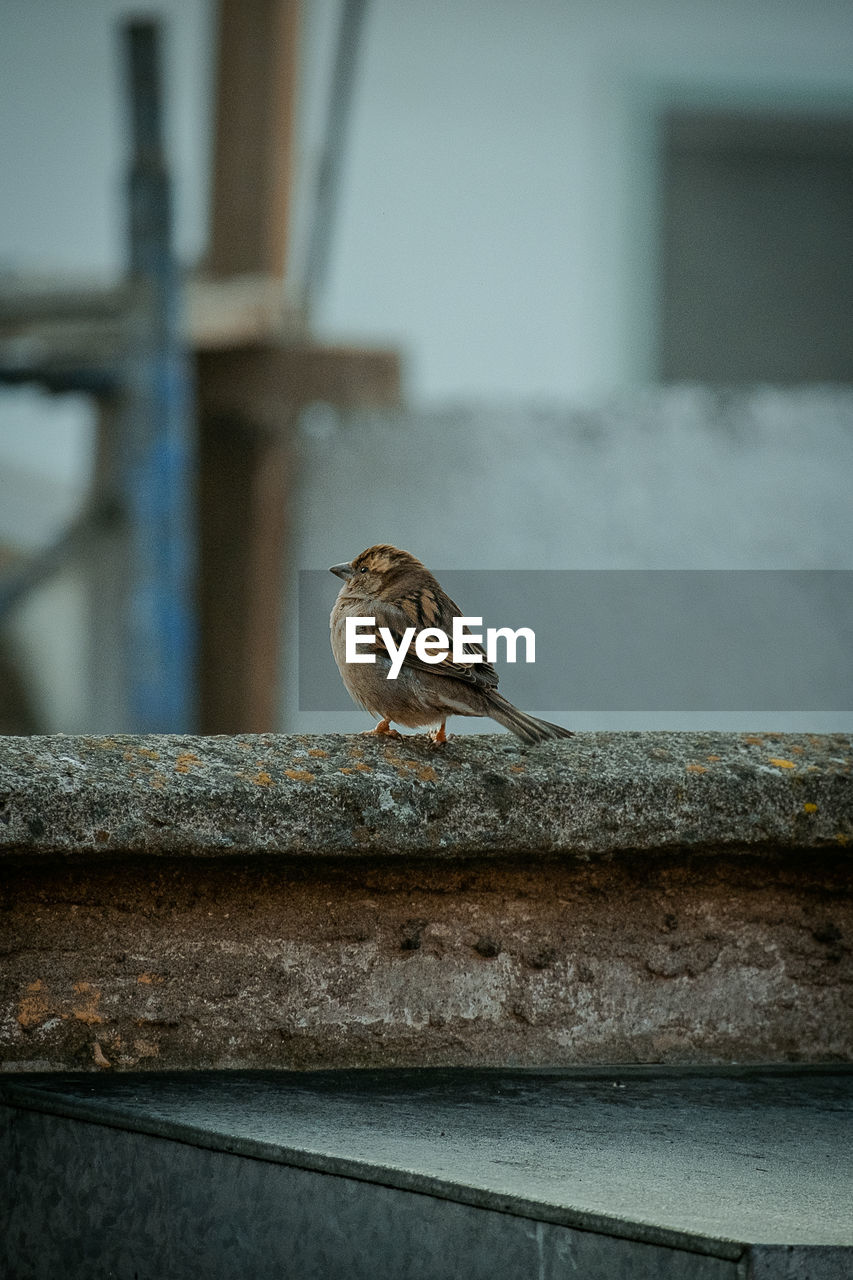 animal themes, animal, animal wildlife, wildlife, one animal, bird, sparrow, perching, close-up, no people, focus on foreground, architecture, day, blue, outdoors, railing, wood, nature, built structure, white