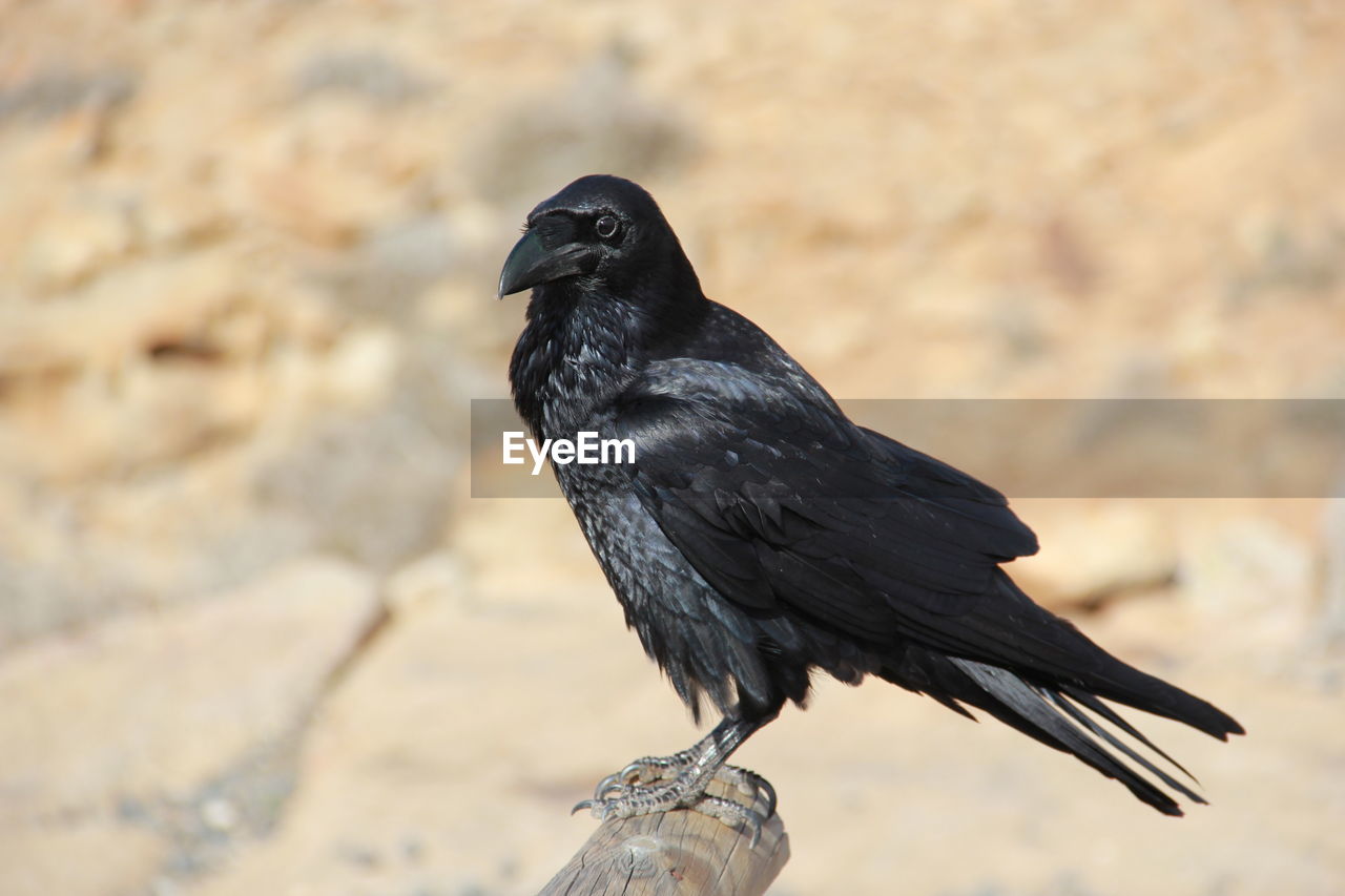 Close-up of bird perching outdoors