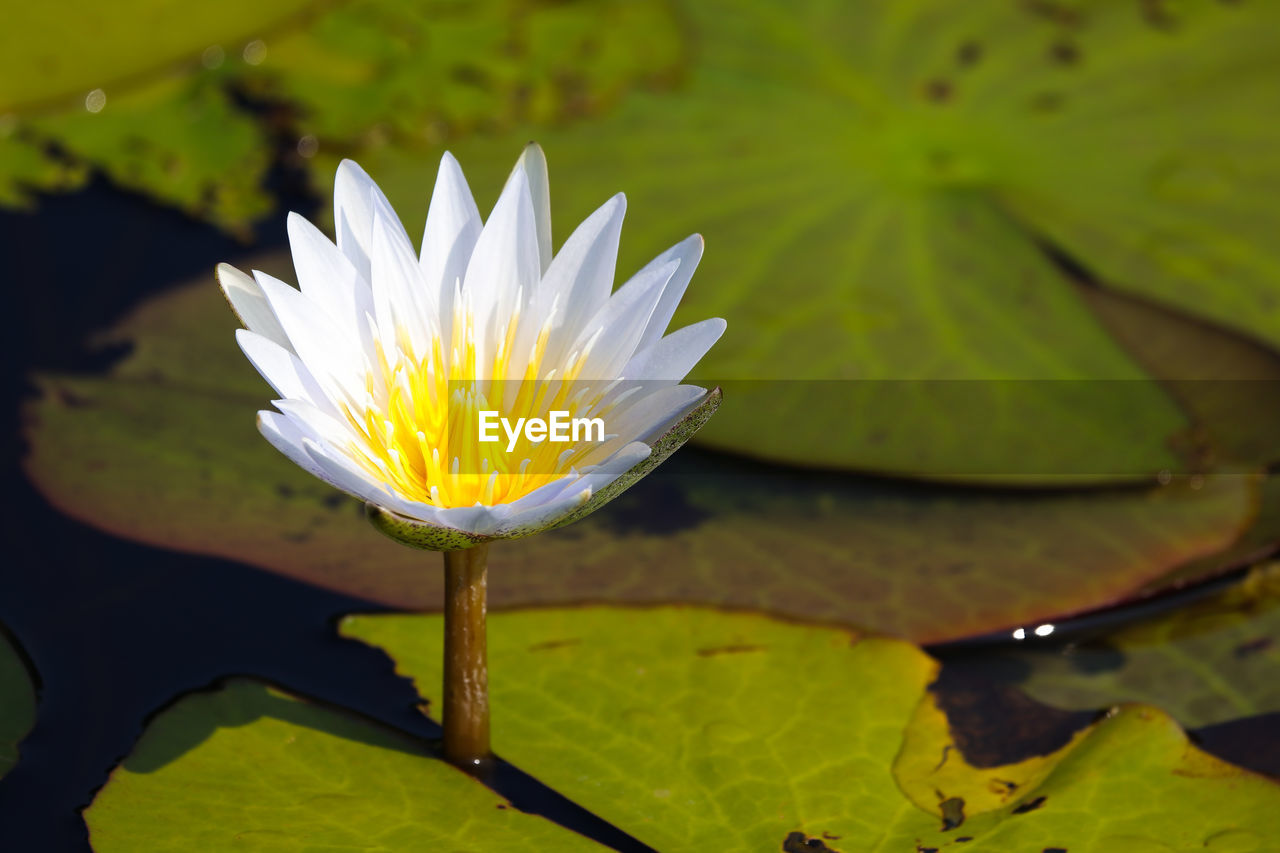 CLOSE-UP OF WATER LILY