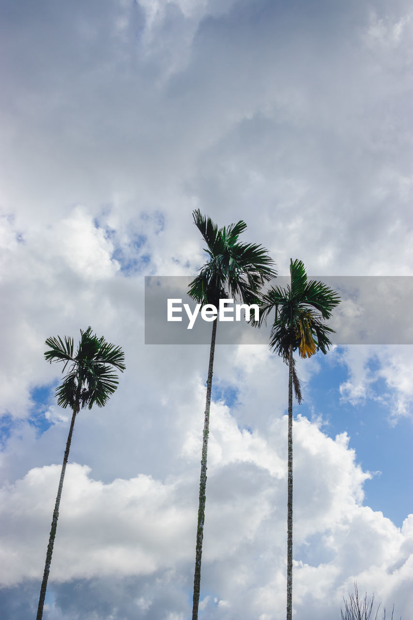 LOW ANGLE VIEW OF PALM TREE AGAINST SKY