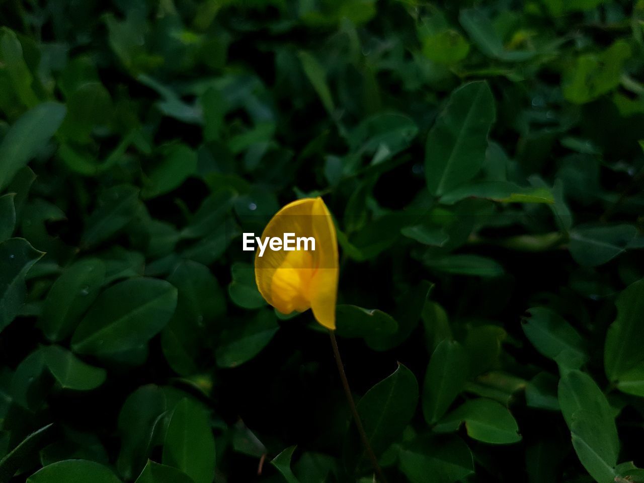 Close-up of yellow rose flower